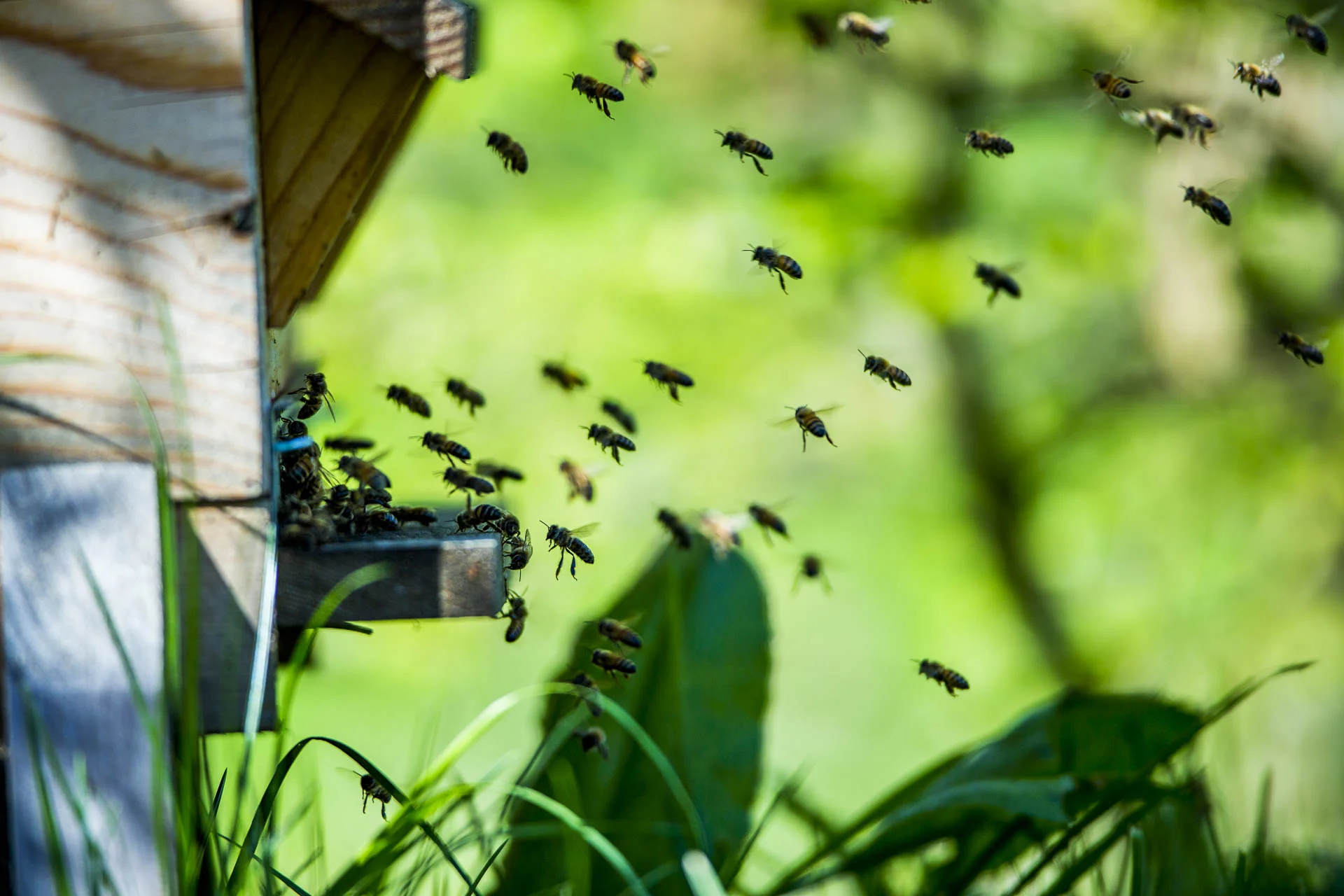 domainedablon_ruche_abeilles©stephaneleroy-3.jpg