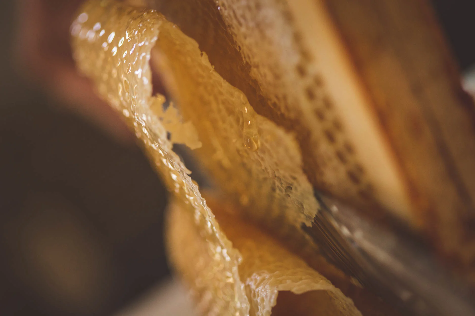 recolte_miel_domaine_d_ablon©stephaneleroy-E61R5640.jpg
