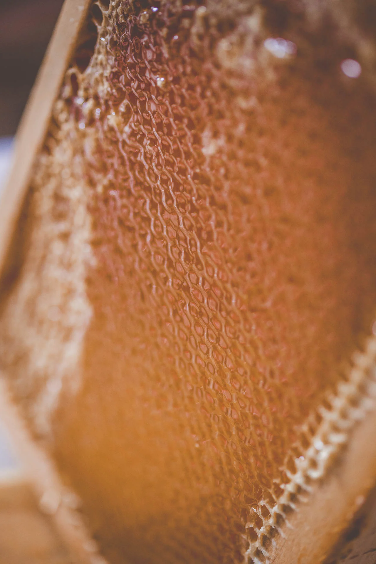 recolte_miel_domaine_d_ablon©stephaneleroy-E61R5519.jpg