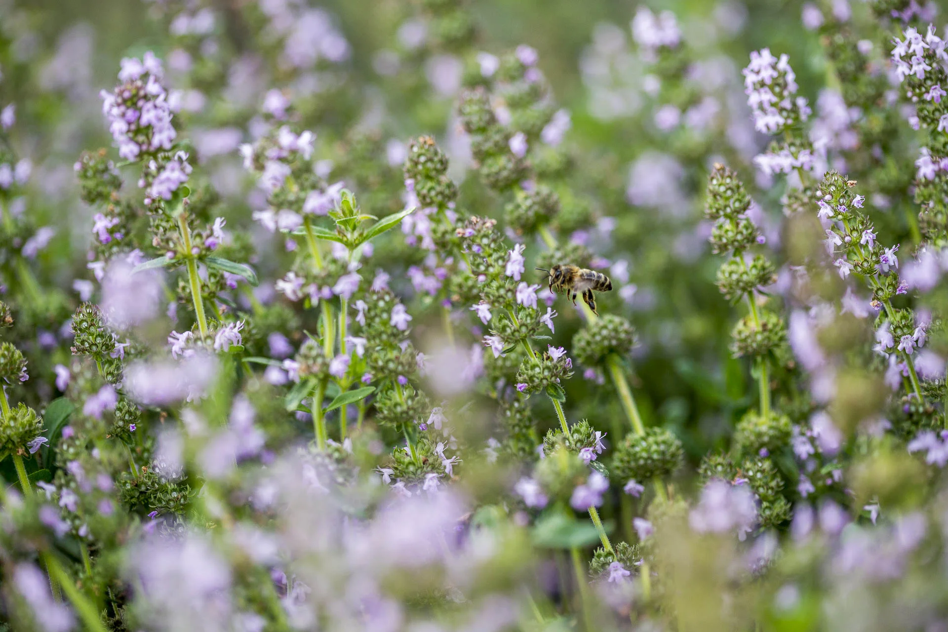 domaine_dablon_exterieurs_ete©stephaneleroy-E61R2030.jpg