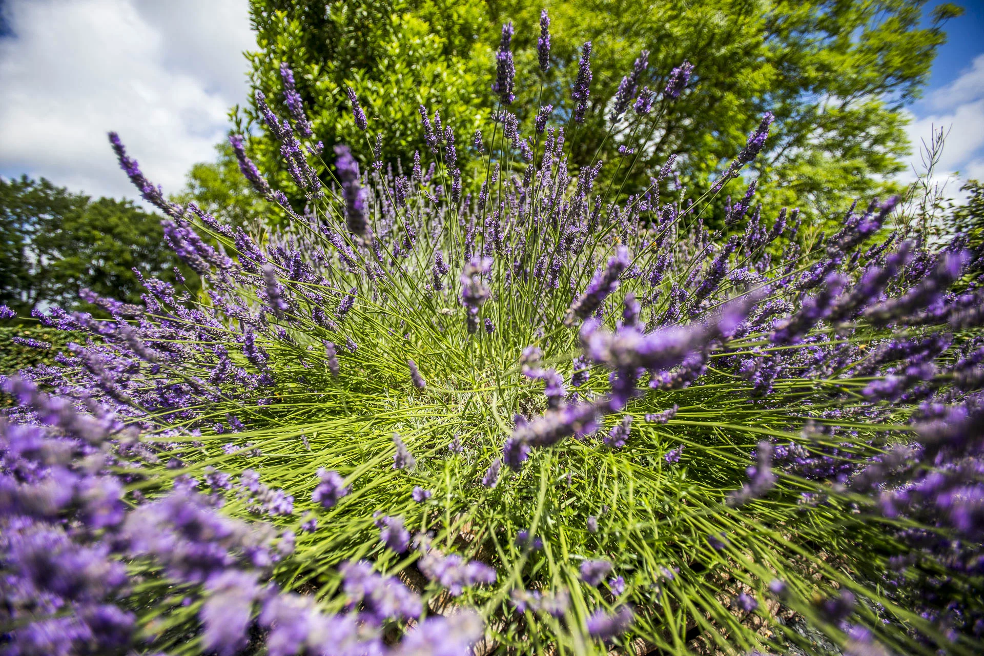 domaine_dablon_exterieurs_ete©stephaneleroy-E61R1821.jpg