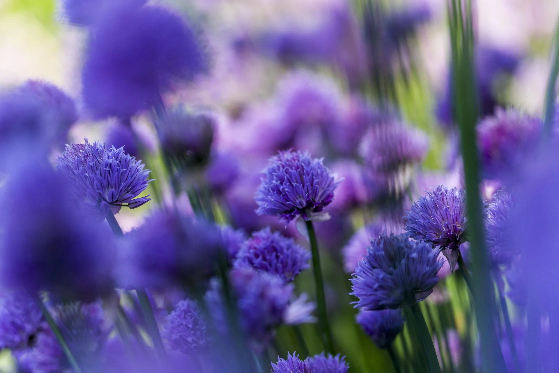 domainedablon_exterieurs_printemps©stephaneleroy-E61R9114.jpg