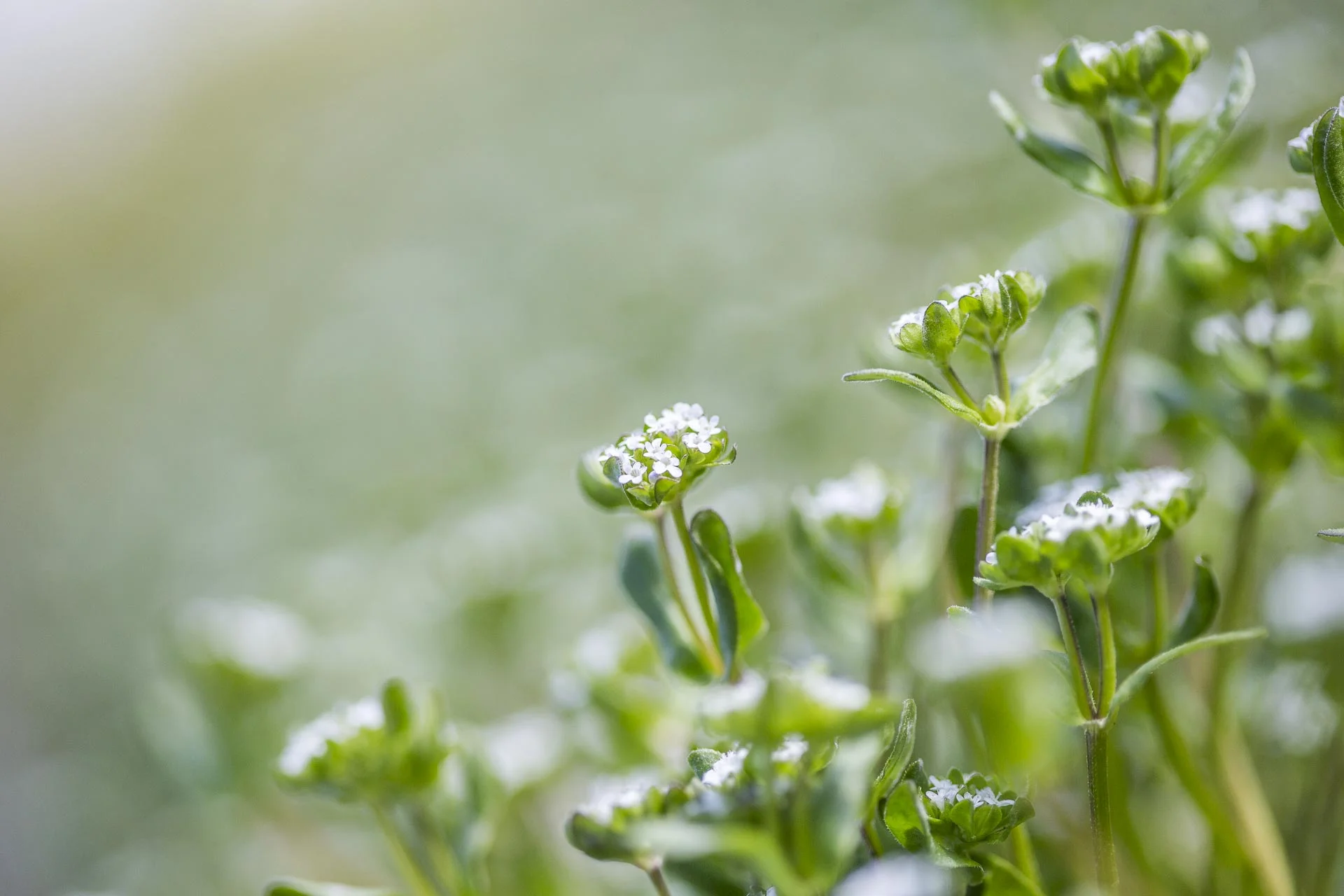 domainedablon_exterieurs_printemps©stephaneleroy-4419.jpg
