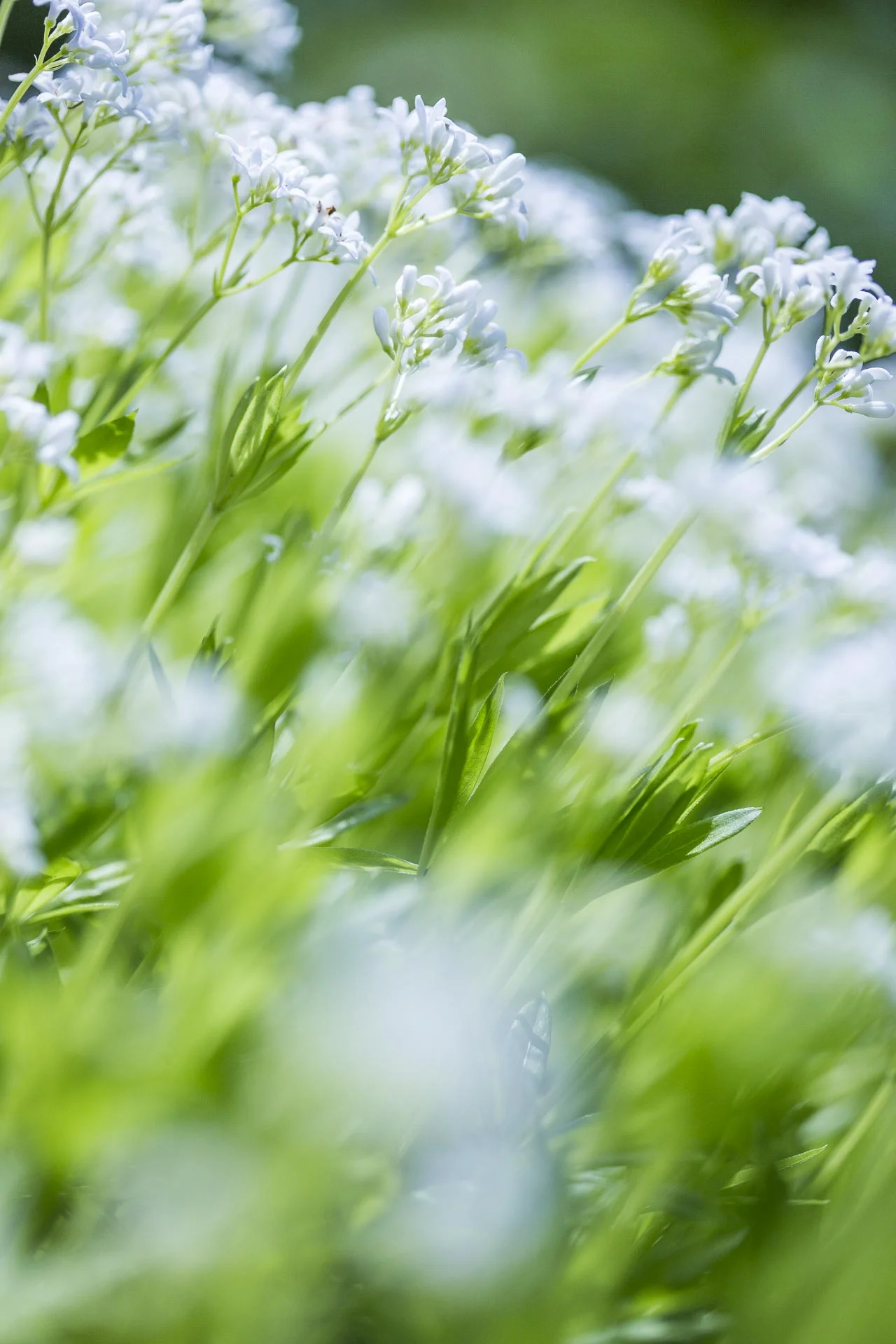 domainedablon_exterieurs_printemps©stephaneleroy-4398.jpg