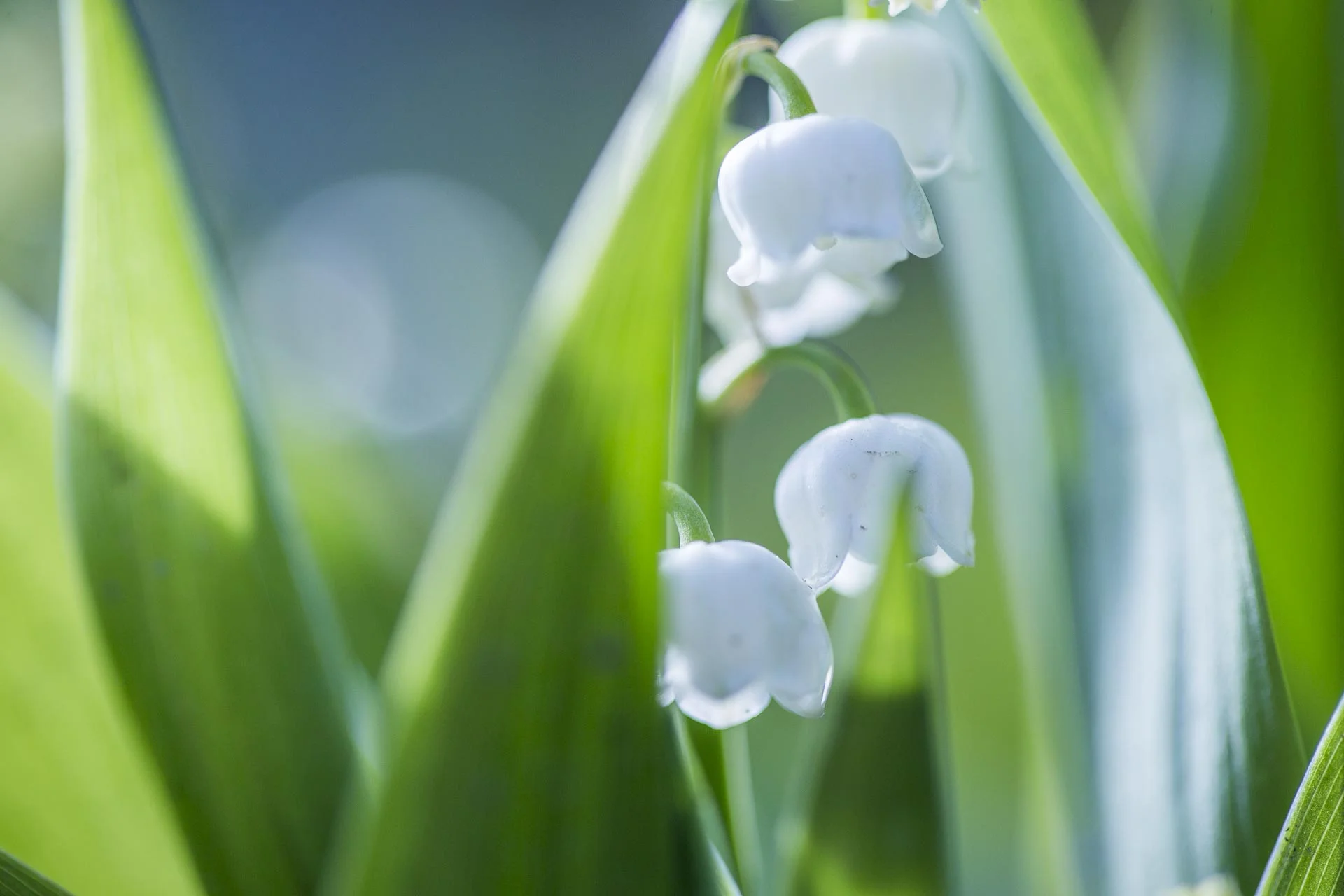 domainedablon_exterieurs_printemps©stephaneleroy-4368.jpg