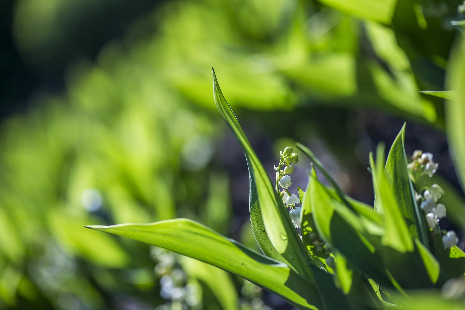 domainedablon_exterieurs_printemps©stephaneleroy-4362.jpg