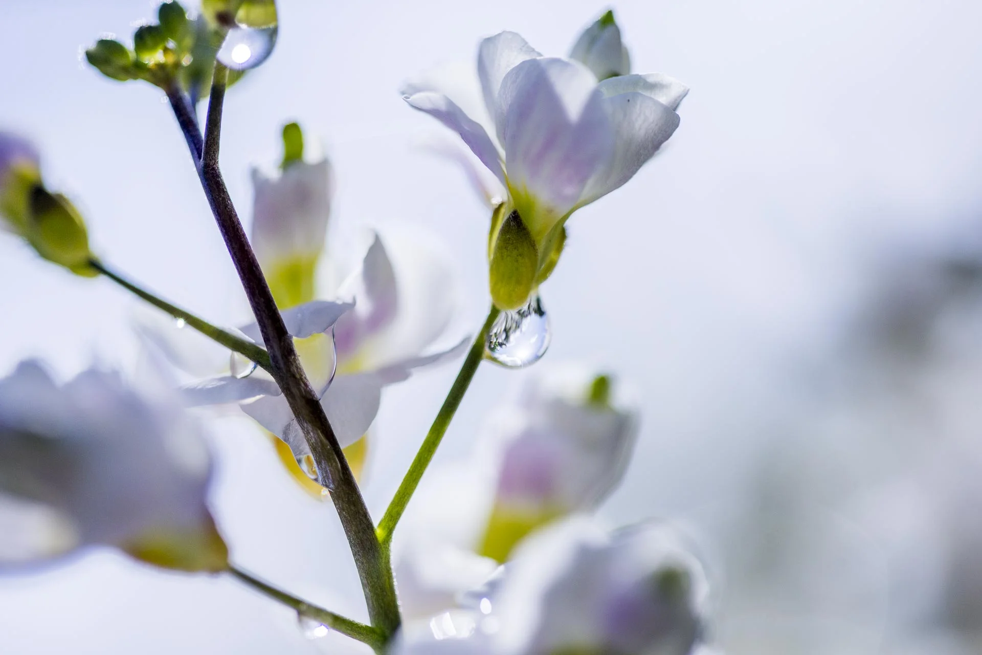 domainedablon_exterieurs_printemps©stephaneleroy-4301.jpg