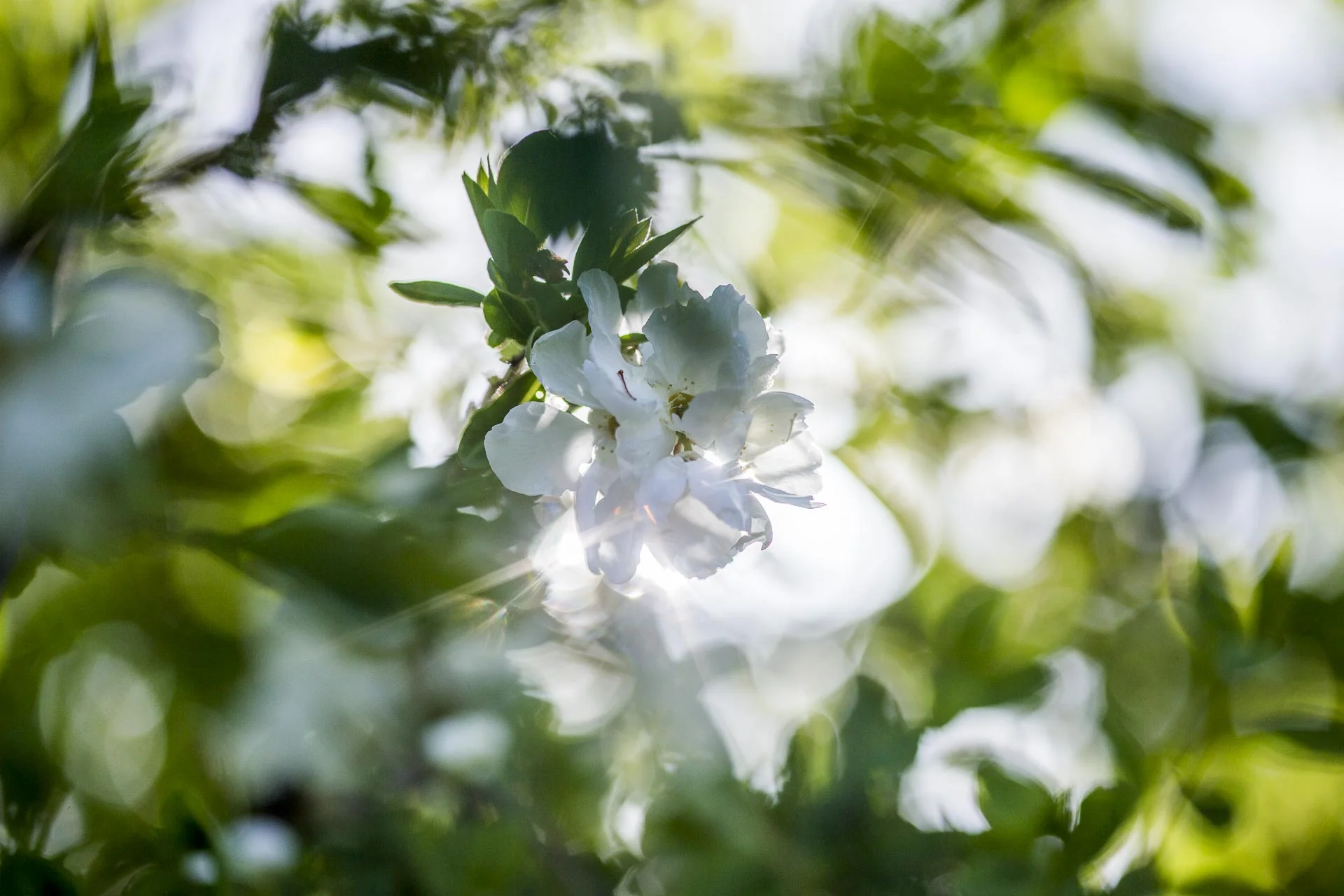 domainedablon_exterieurs_printemps©stephaneleroy-4175.jpg