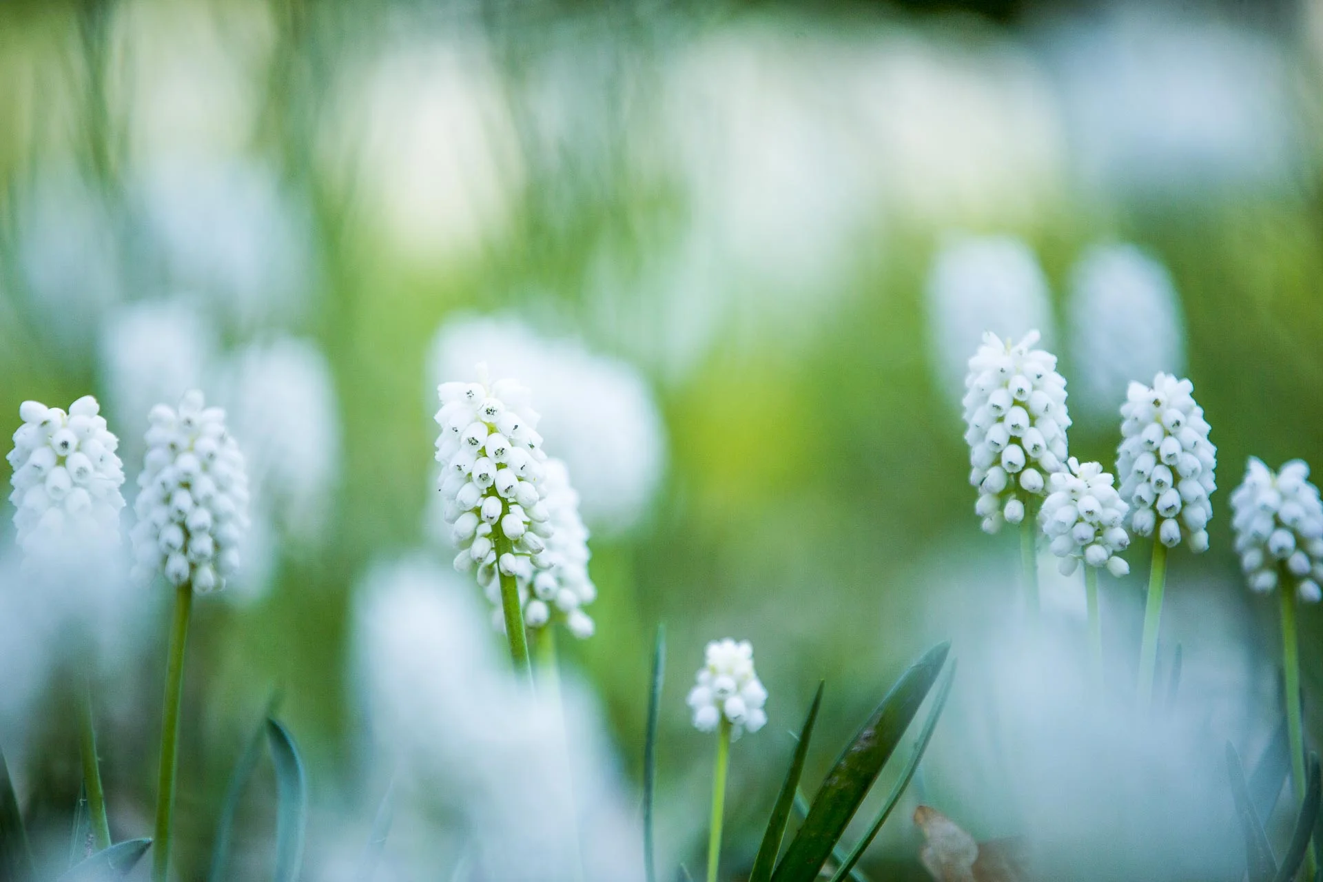 domainedablon_exterieurs_printemps©stephaneleroy-3818.jpg