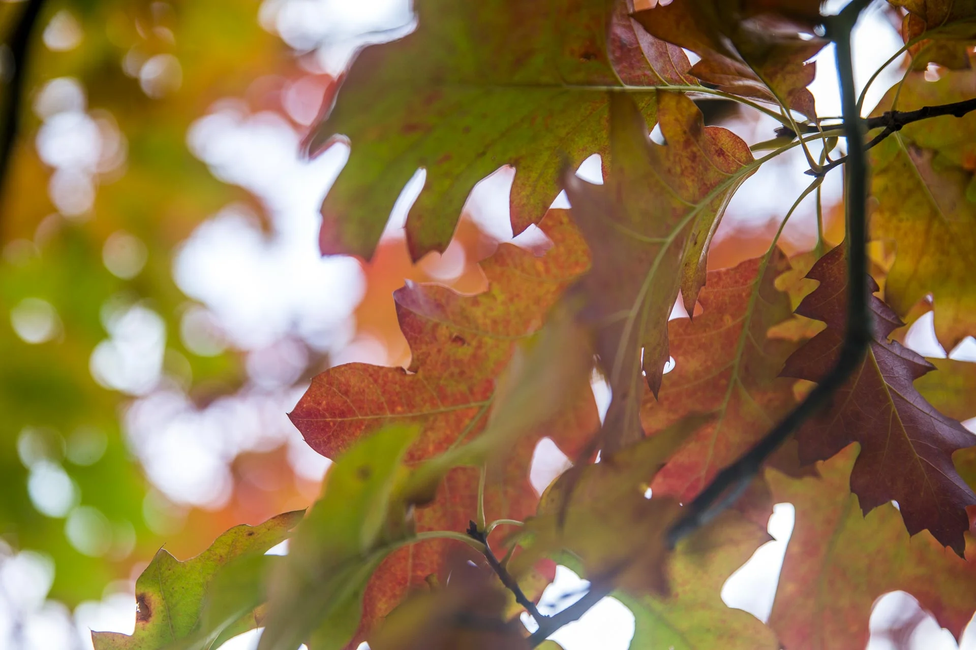 domaine_dablon©stephaneleroy-E61R7944-3.jpg