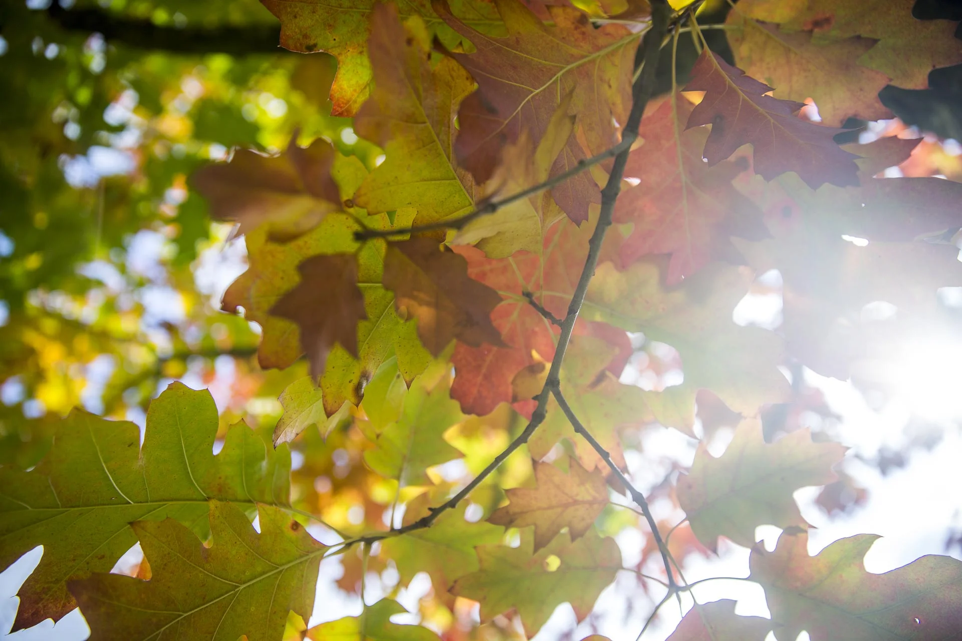 domaine_dablon©stephaneleroy-E61R7959-3.jpg