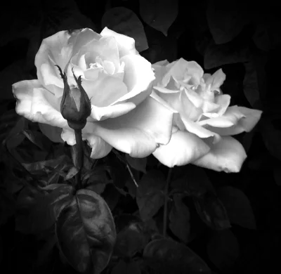 Stay healthy...smell the roses