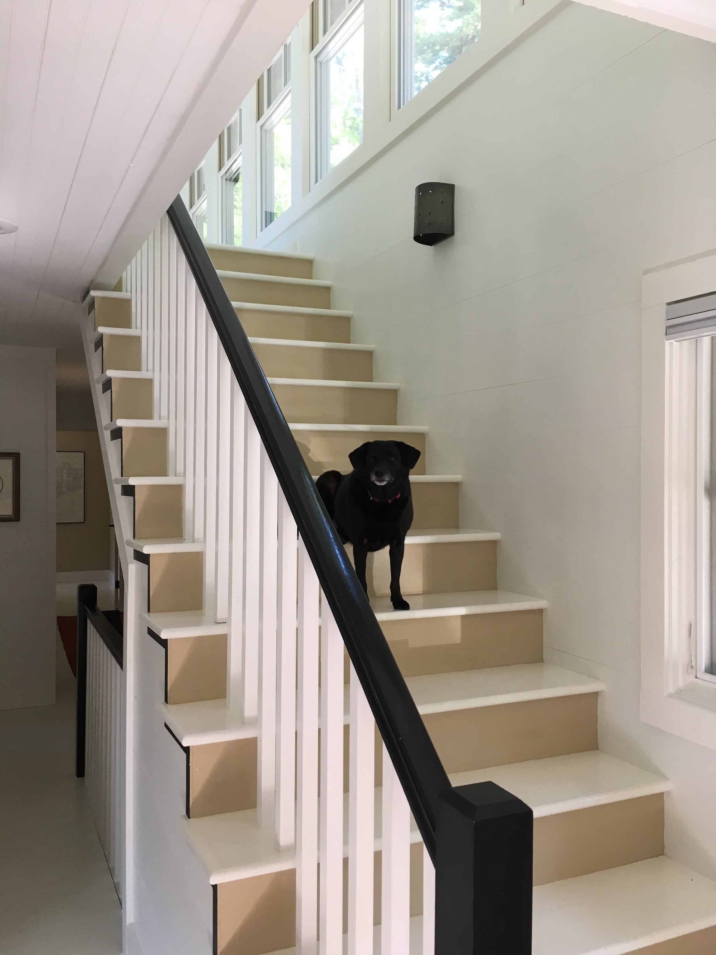 The best dog in the world sitting on the new staircase