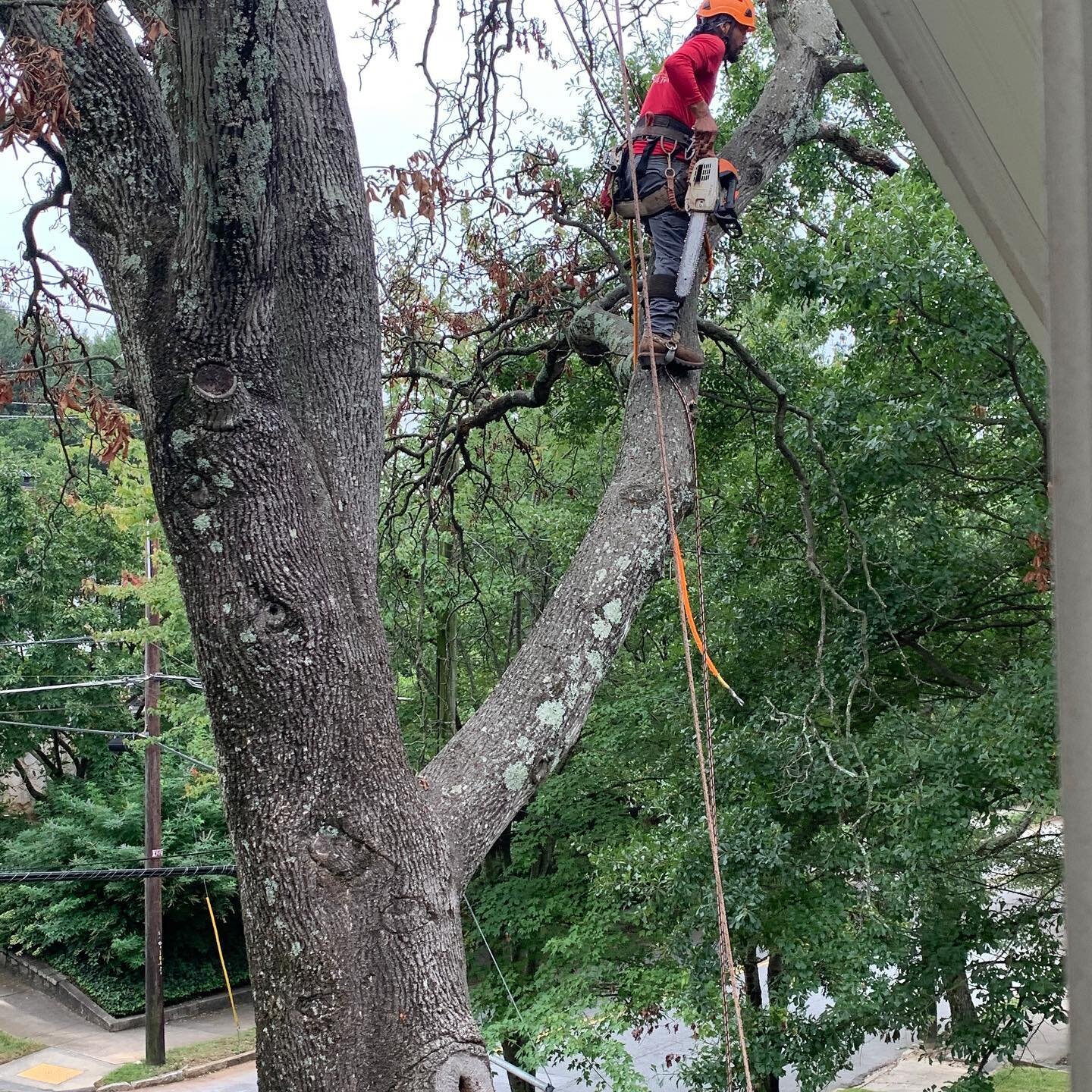 It&rsquo;s a sad day for my hickory tree. It&rsquo;s dead as a door nail and must come down.  I&rsquo;ll miss the shade, but not the nuts.