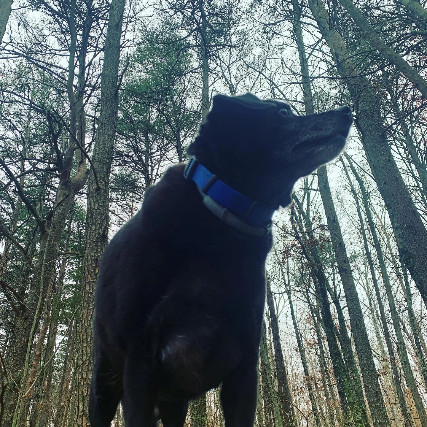 Hangin&rsquo; with Bailey on National Dog Day