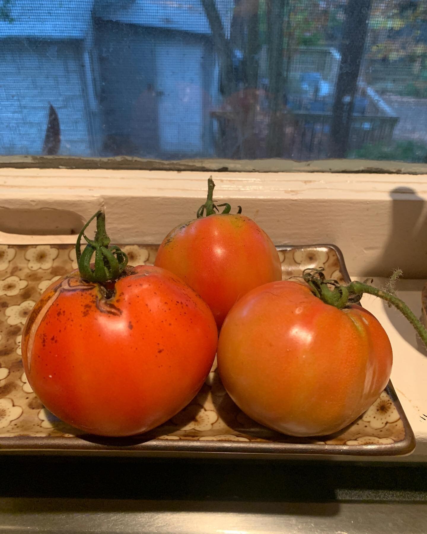 Last tomatoes of the season 🙁