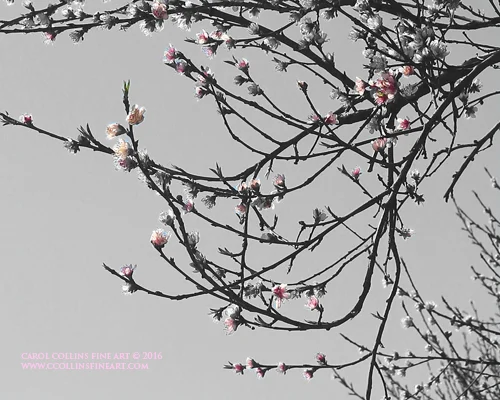 sm EC7A4973 - Edited.jpg