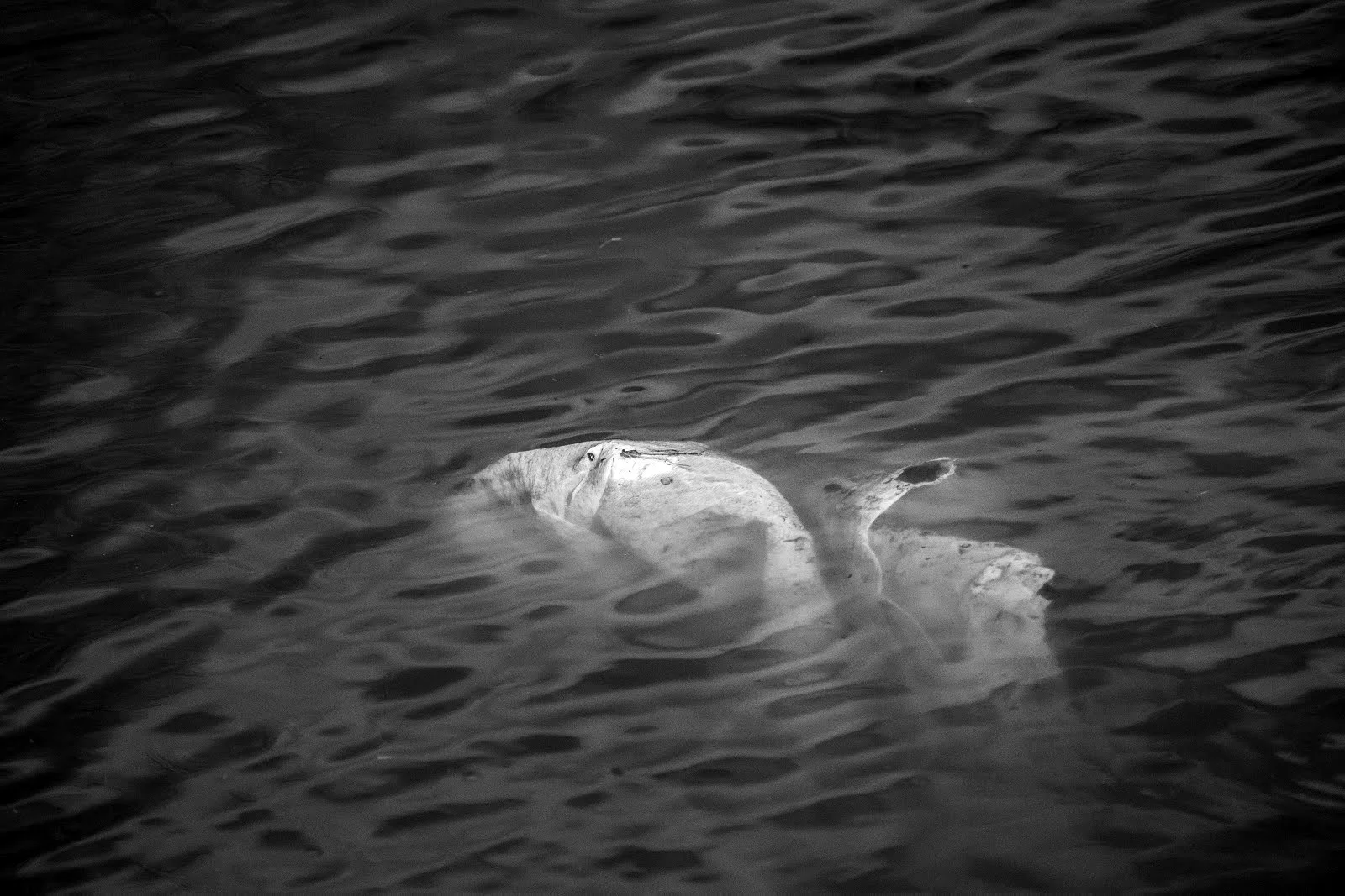 DSC_1161.jpg