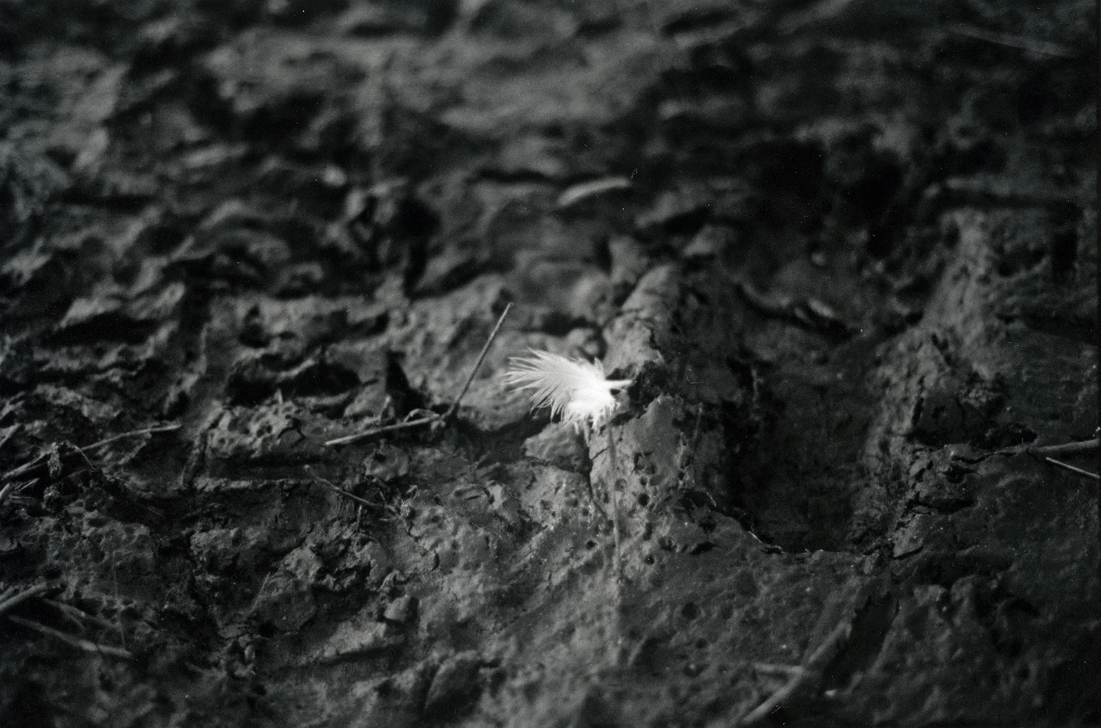 silver gelatin print 2017