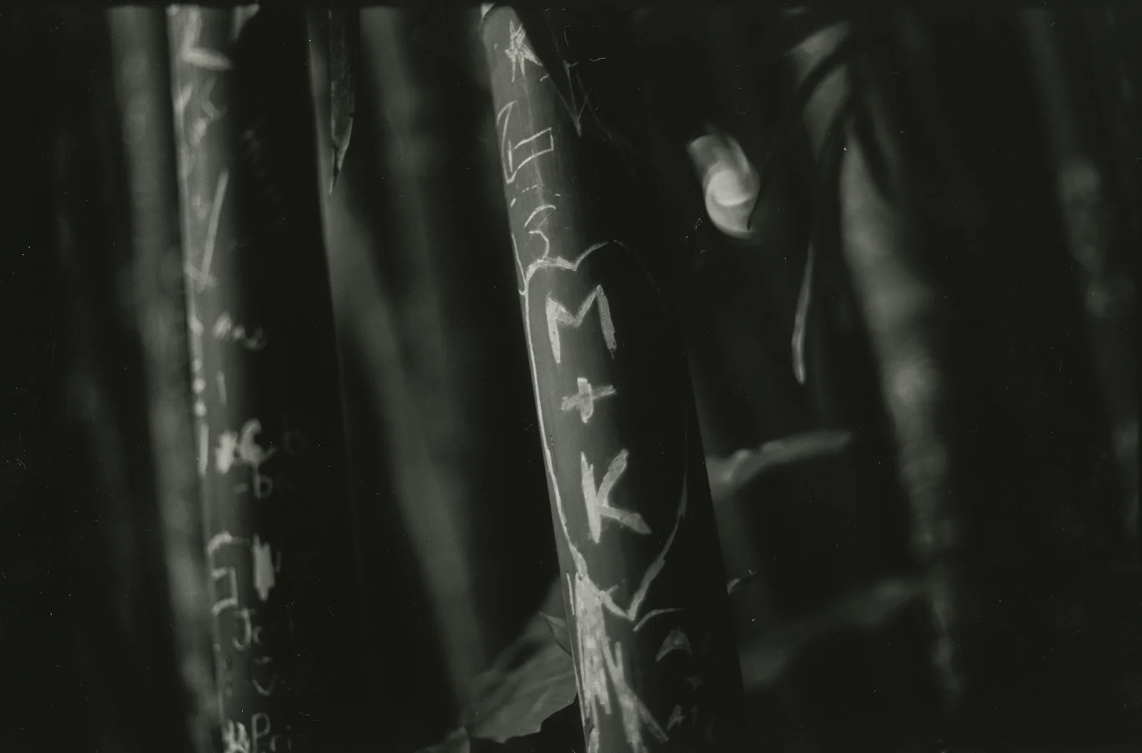 silver gelatin print 2017
