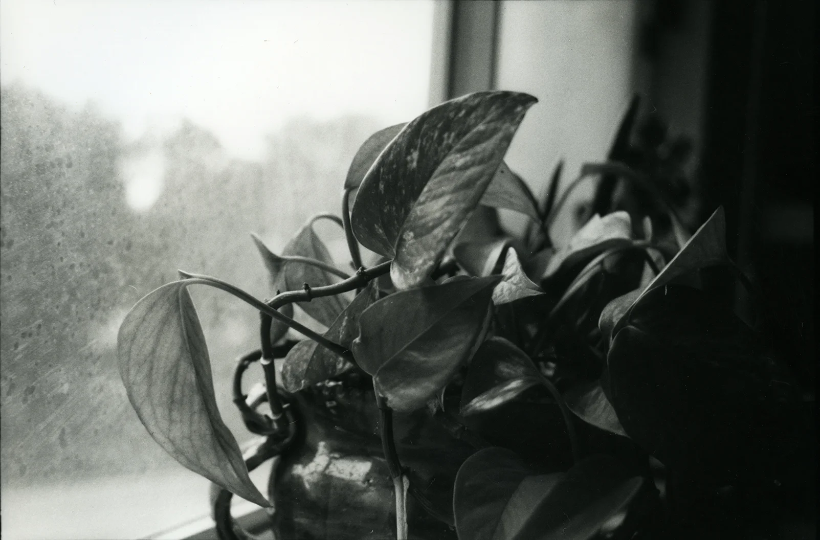 silver gelatin print 2017