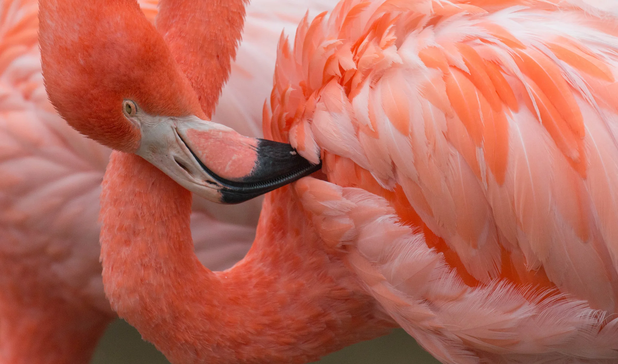 Preening Flamingo - Final.jpg