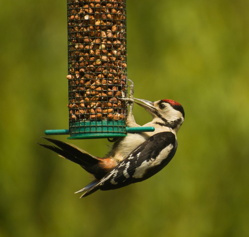 GREAT SPOTTED WOODPECKER by Harry Payne.jpg