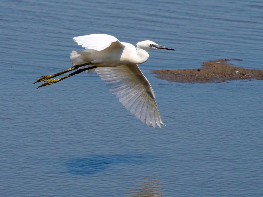 LITTLE EGRET by Don Clarke.jpg