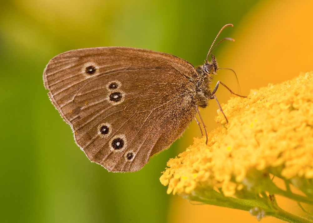 RINGLET by Terry George.jpg