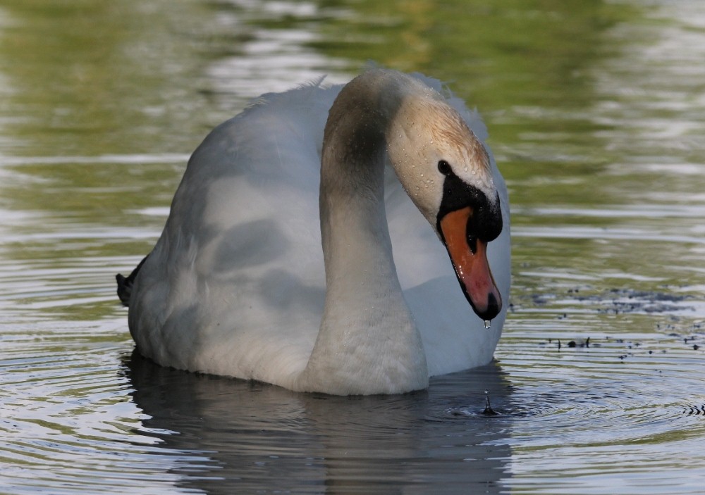 DRIPPING SWAN by Terry Pearce.jpg