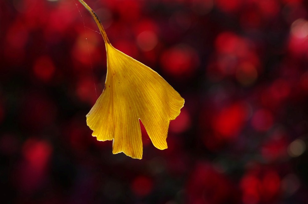 GINKGO by Colin Page.JPG