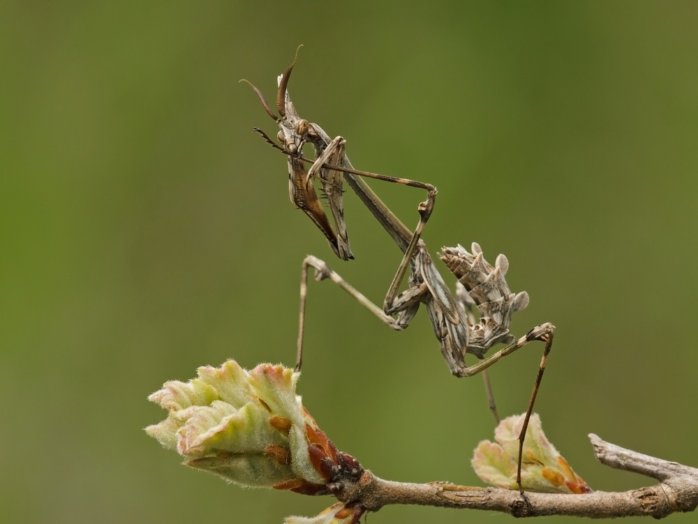 Empusa Mantis Preening by John Bogle.jpg