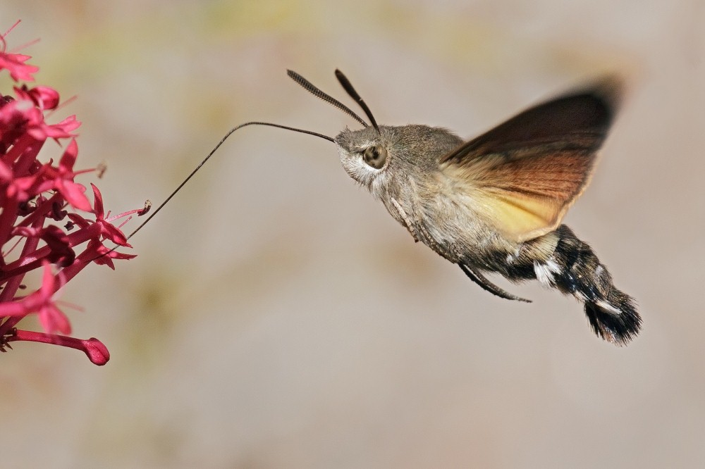 Hummingbird Hawk Moth by John Bogle.jpg