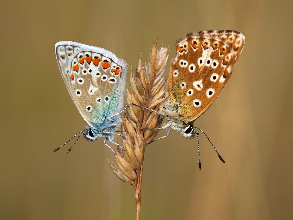 Male Common Blue & Female Chalkhill Blue by John Bogle.jpg