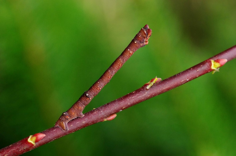 PEPPERED MOTH LARVA by Colin Page.JPG