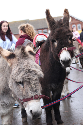  Christmas In Rye 2016 - Image by Nick Chillingworth LRPS
 