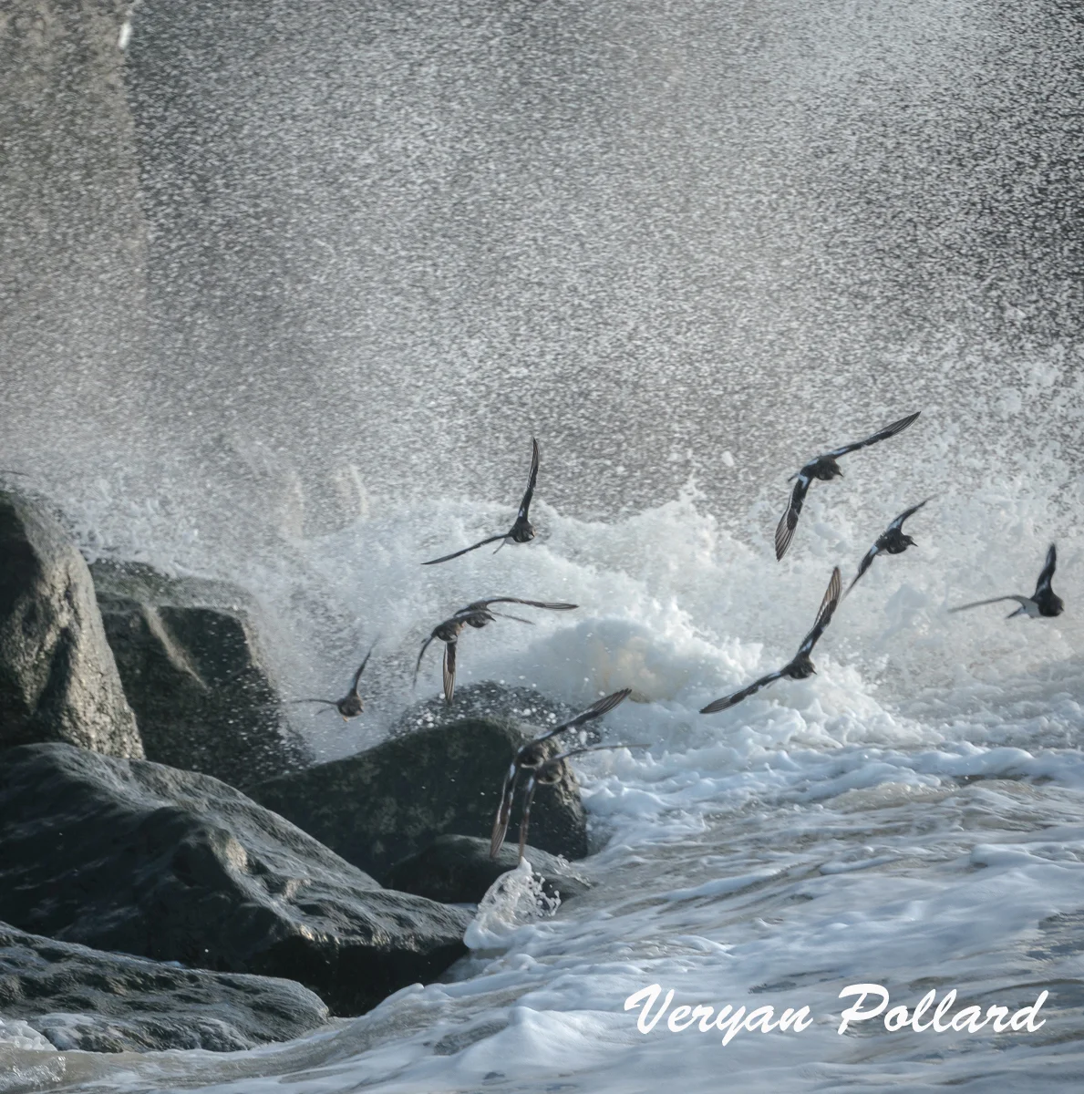 CRASHING WAVES