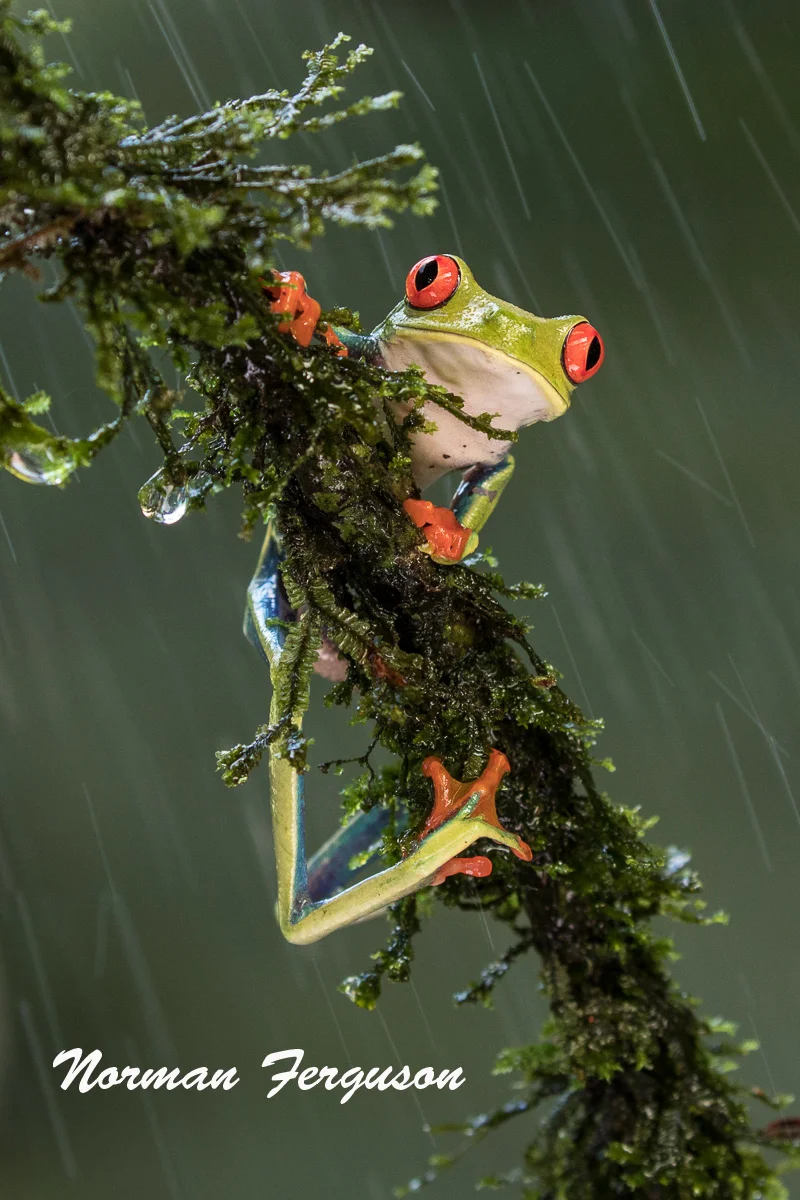 Red Eyed Tree Frog