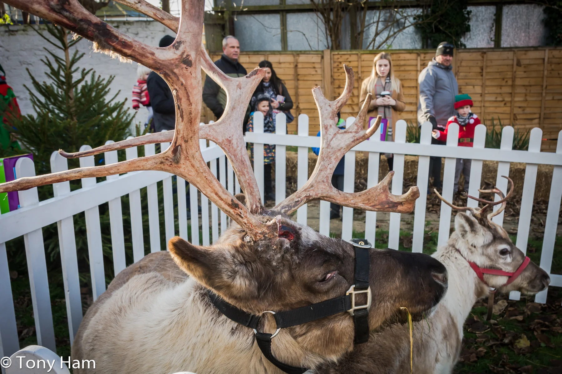 Christmas In Rye 2017 By Tony Ham