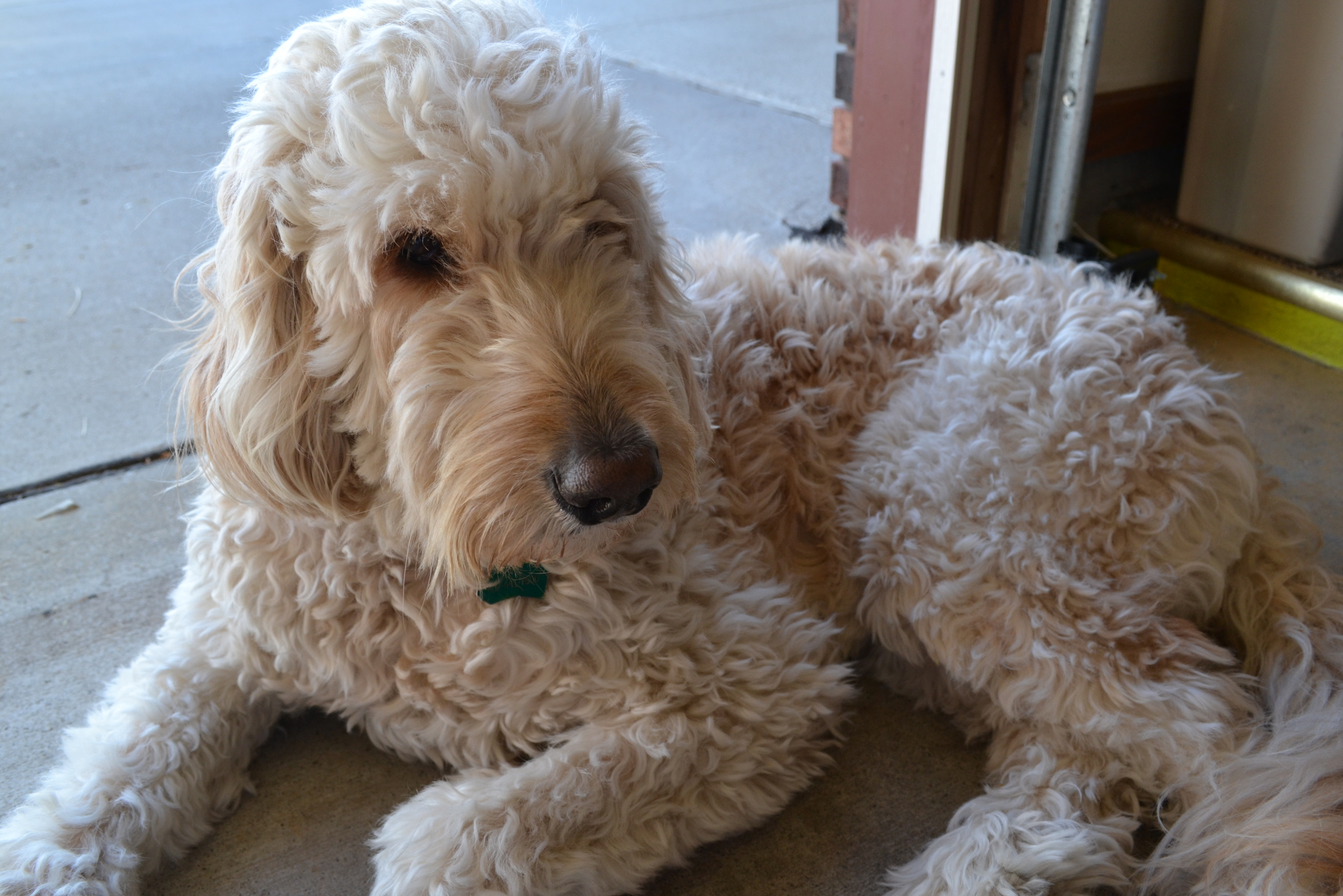  Costello lounges in the garage while the rest of his pack does the work for him. 