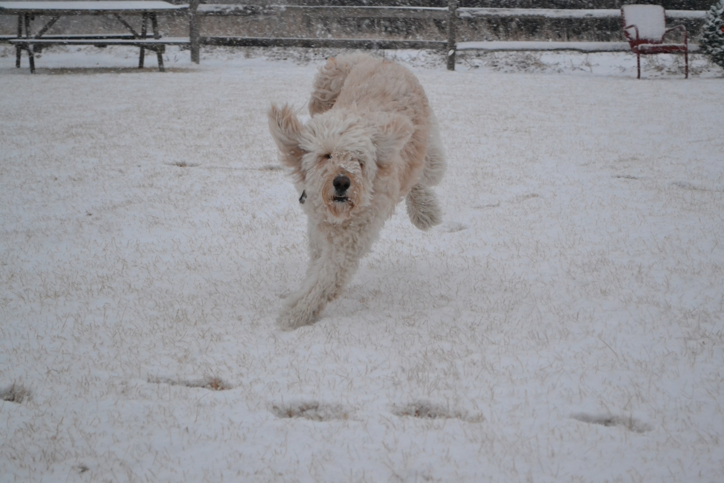  Costello training for what he calls the Idoodlerod. "Look out! Comin' in hot!" 