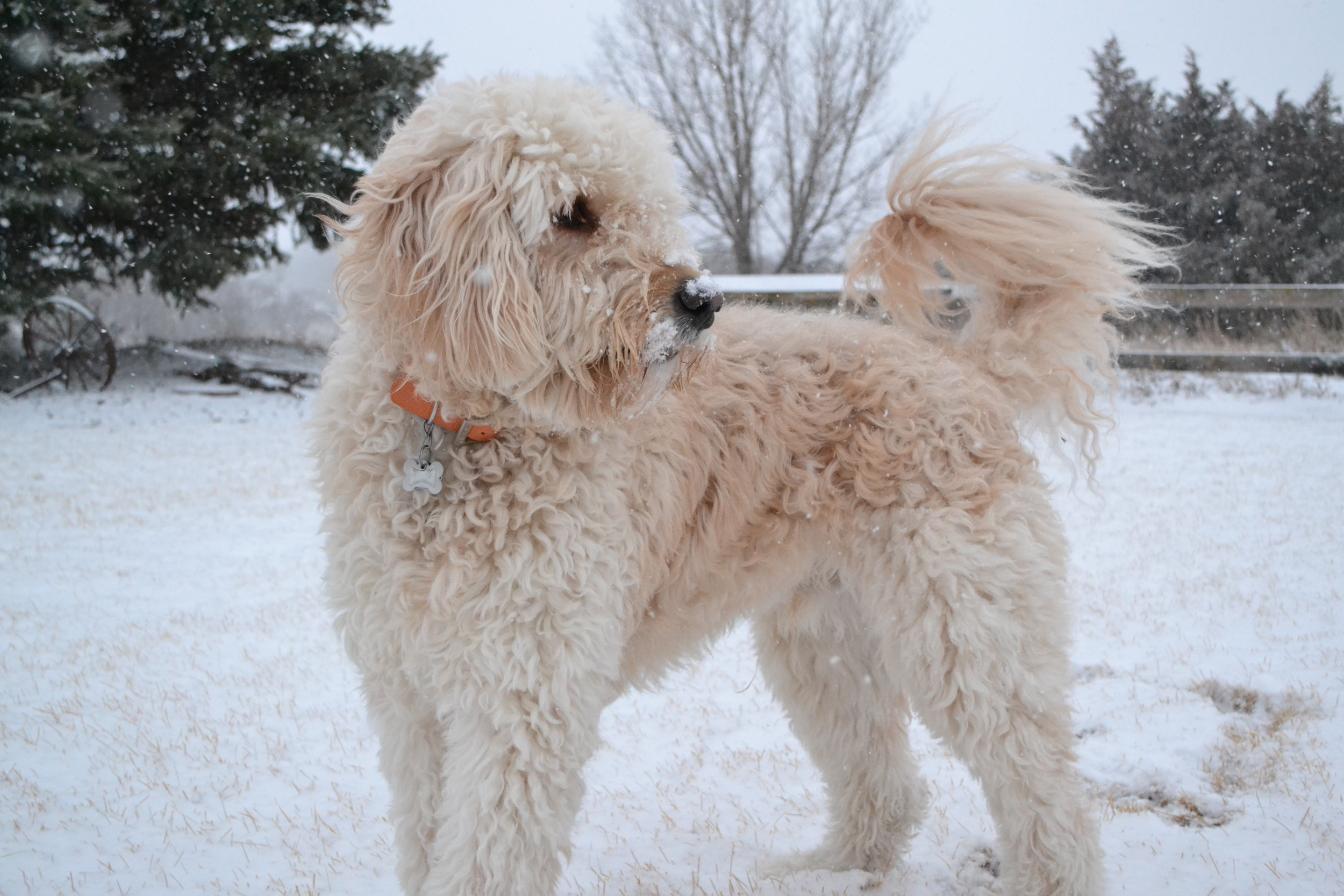  Snow King. Worship me. 