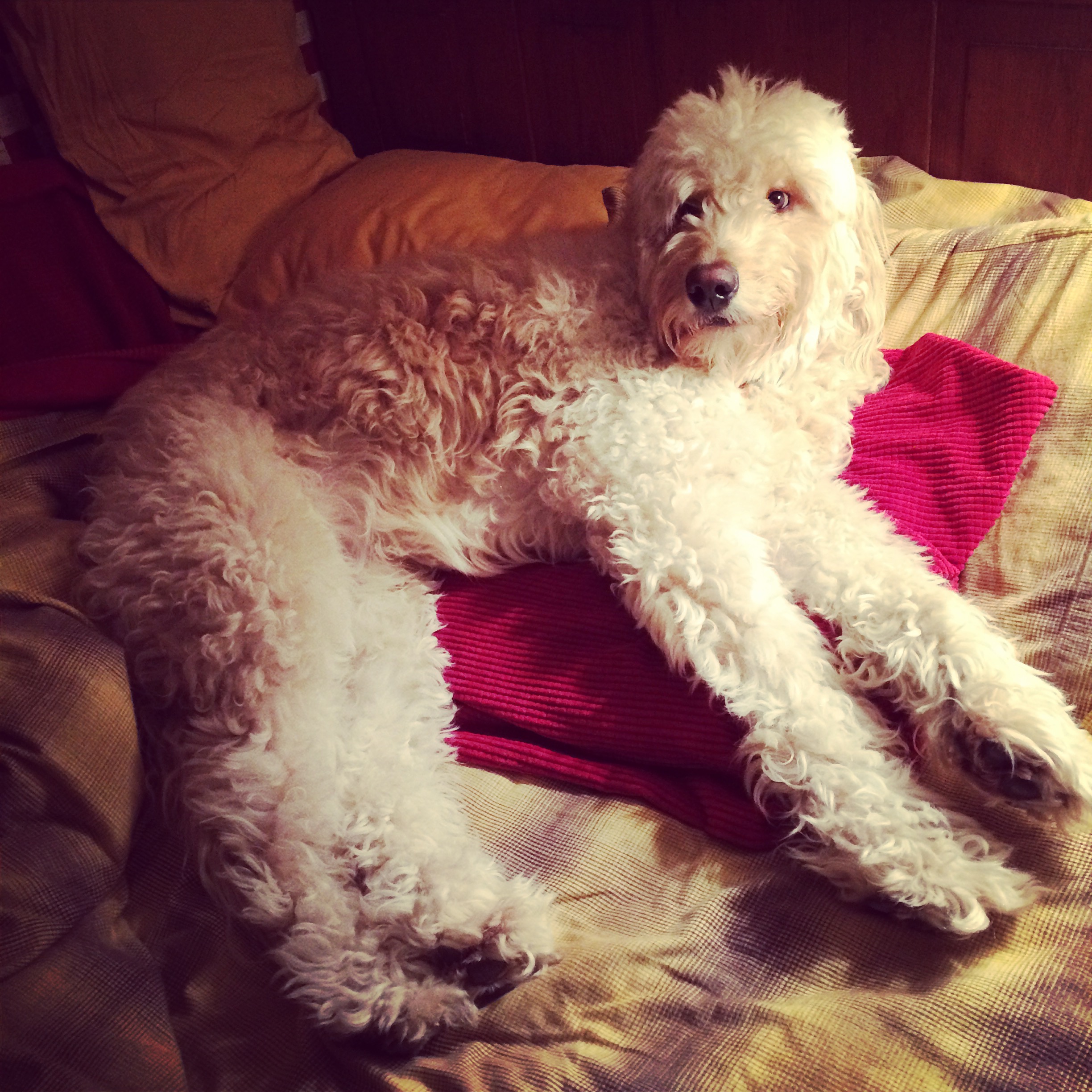  We search the house and find Costello already in bed. He seems to have little patience for late-night television. "He's no Johnny Carson, I'll tell you that much!"&nbsp; 