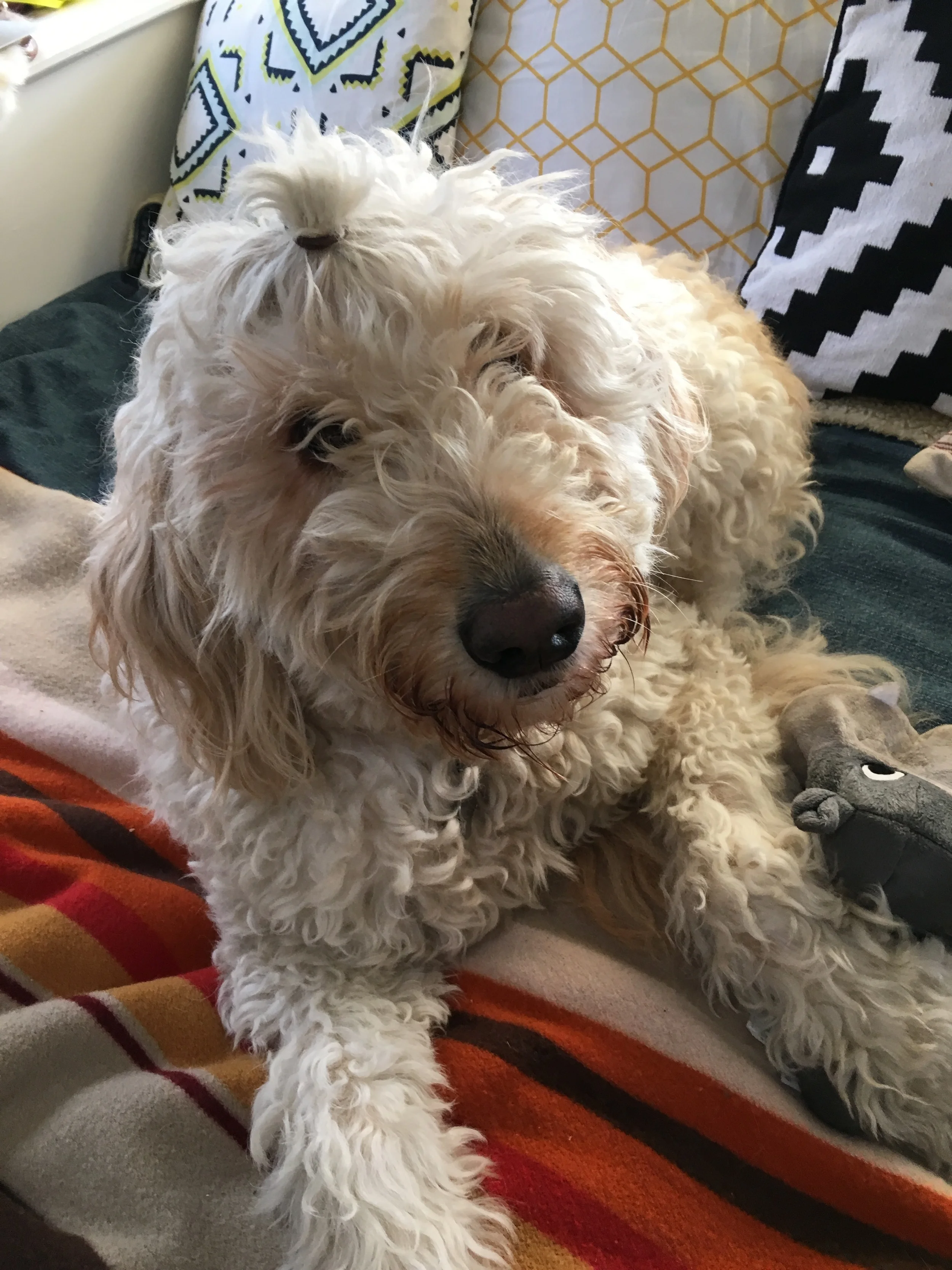 18 Times Your Goldendoodle Will Embarrass You On The Road