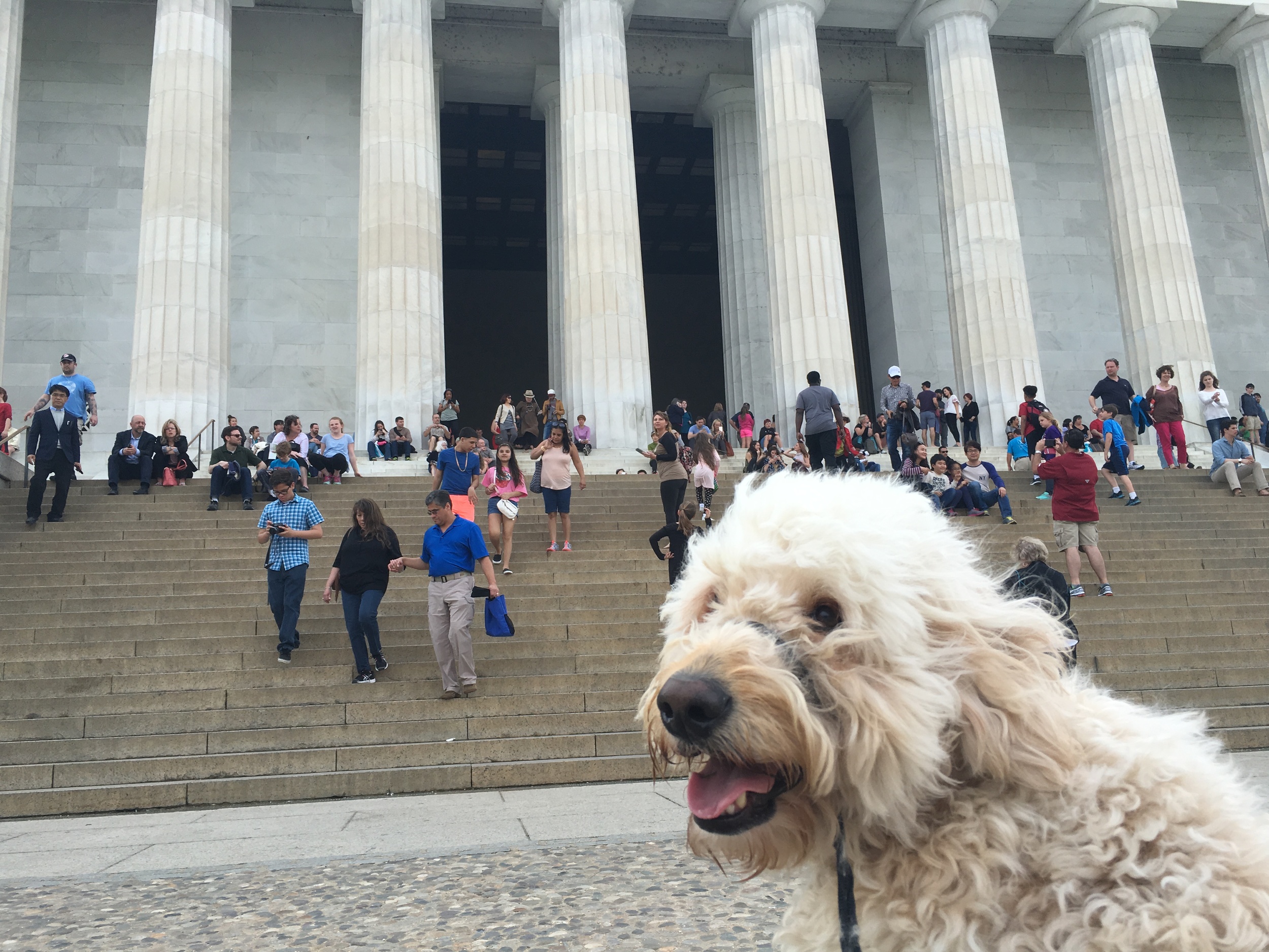 Costello: The First Goldendoodle to do Pretty Much Everything in America