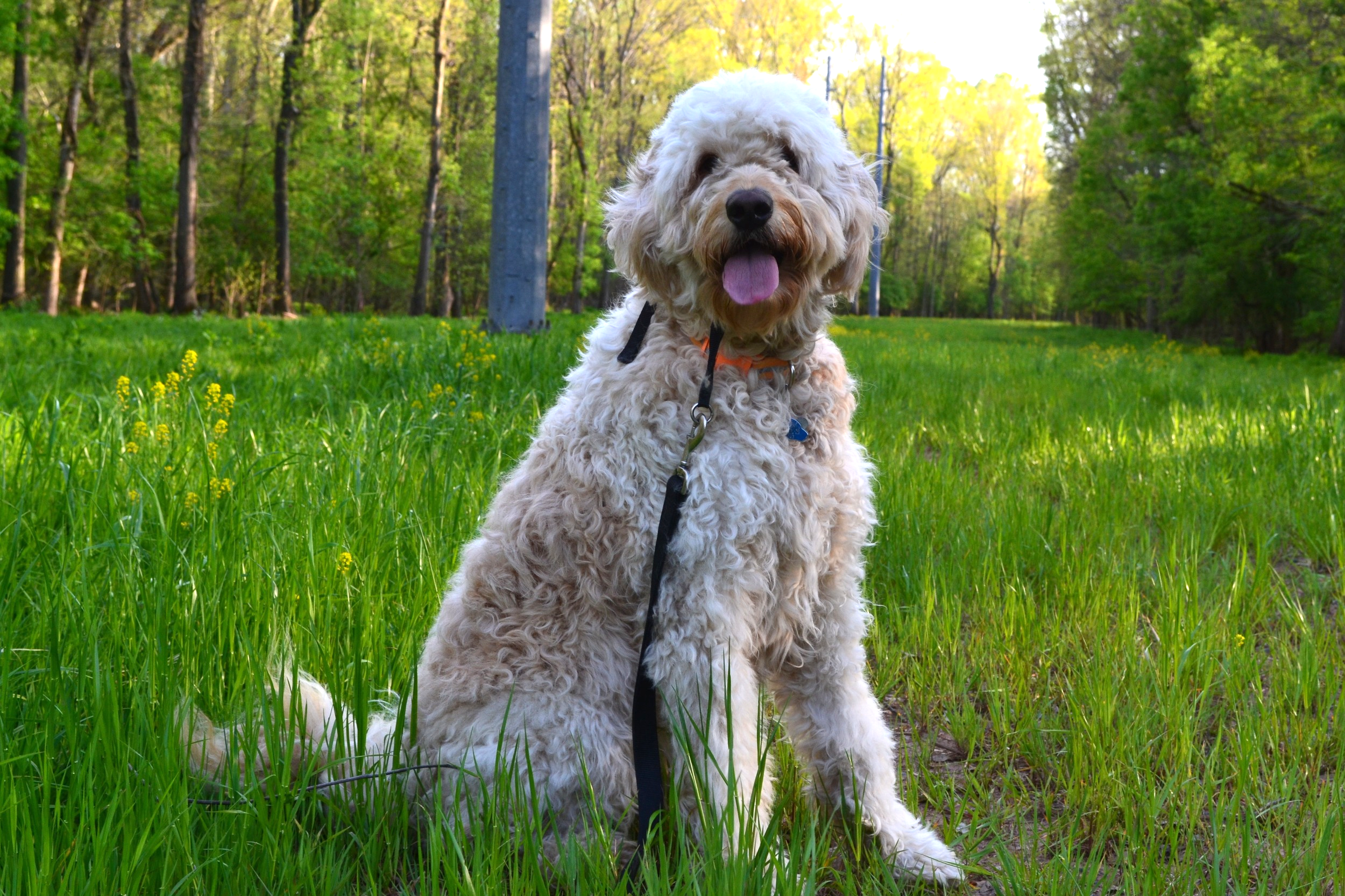 Costello hiking the Blue Stem trail at Bull Run Regional Park.