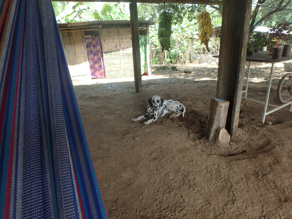 Hammock time at the Banana Farm
