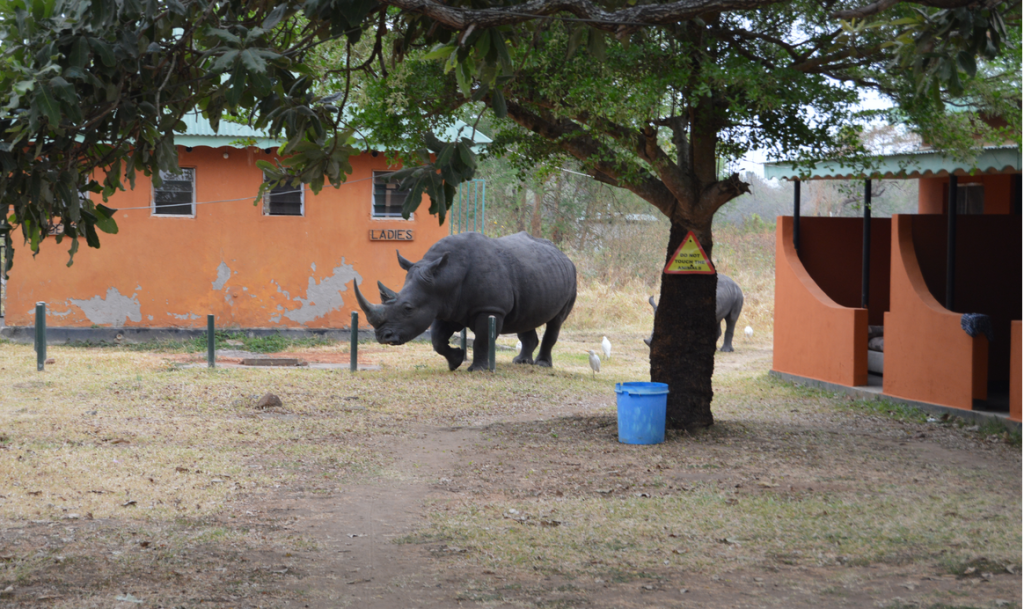 Rhinos just outside the ladies dorm, don't go outside without scouting for Nkulas first!