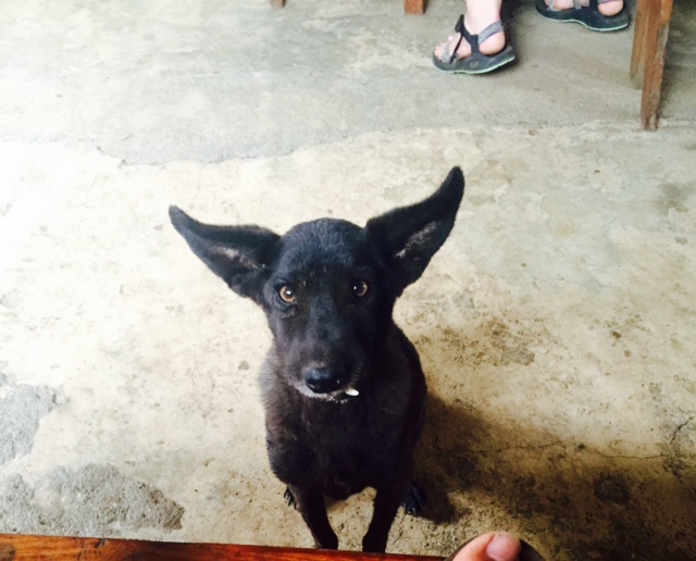 Our cutest dog friend 
