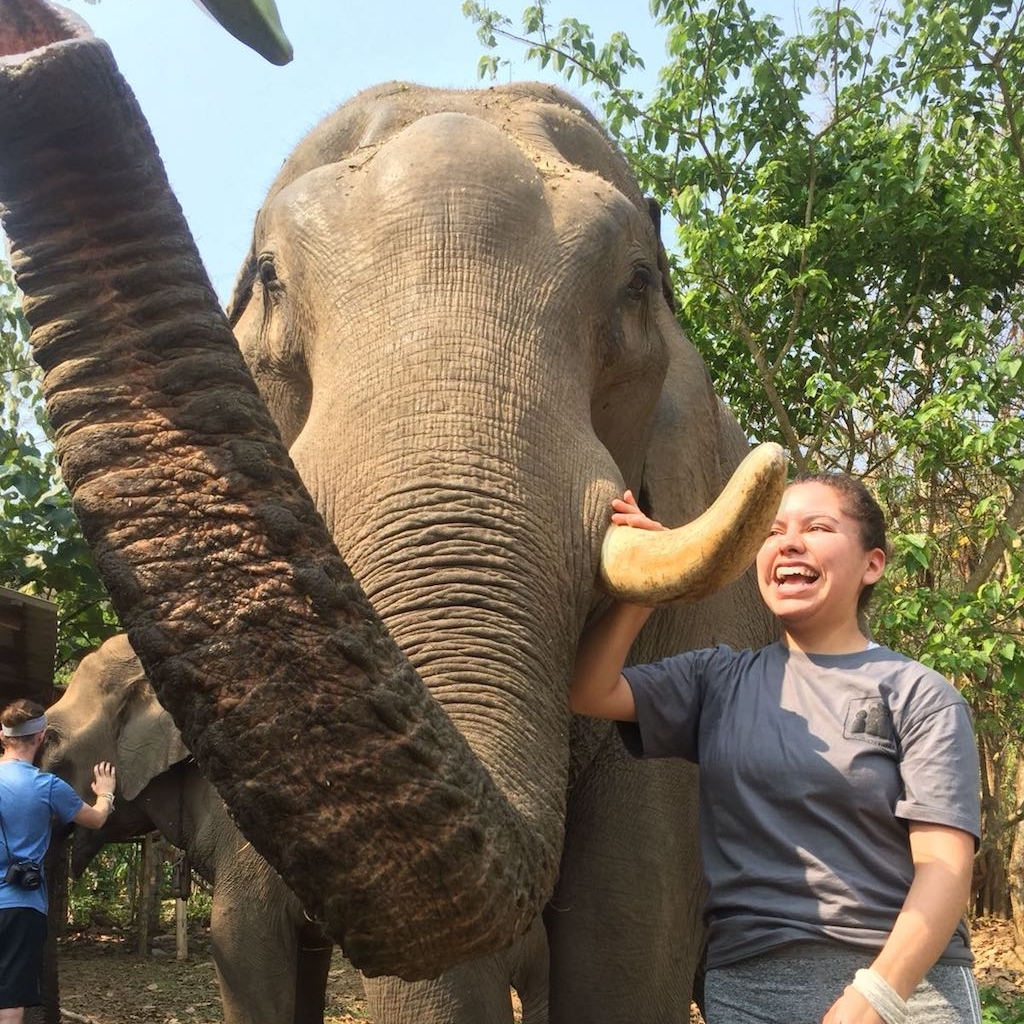Nitzny elephant.jpeg